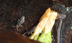 Hydroisotoma schaefferi