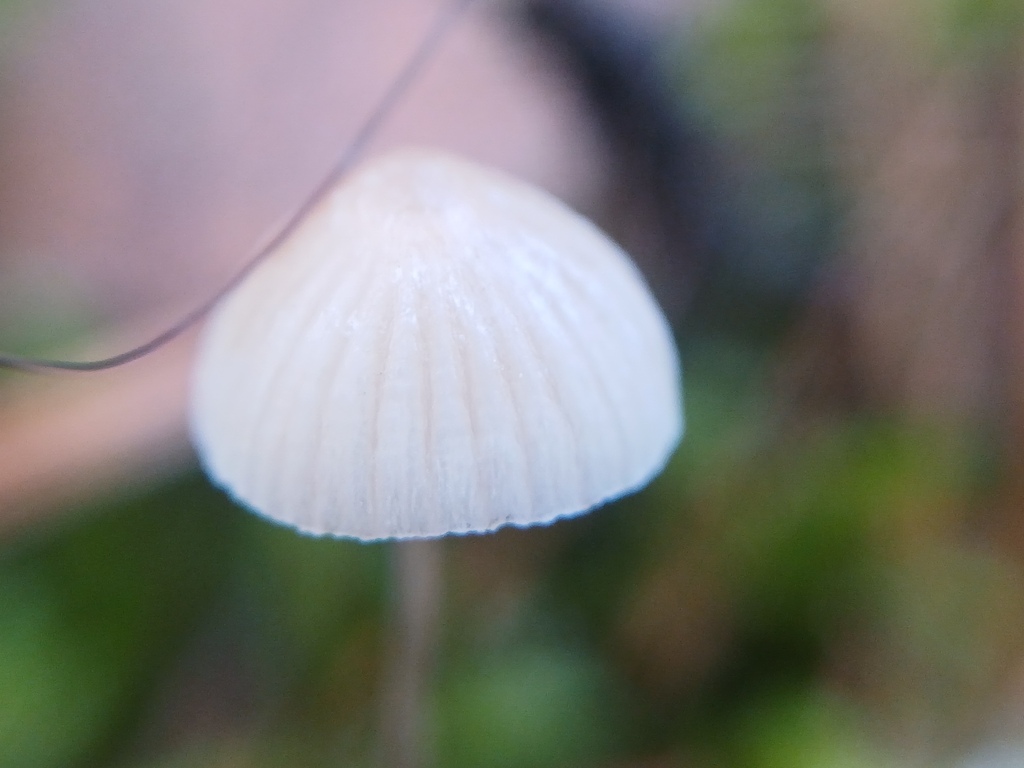 Mycena galopus · November 2025 · photo: © vasyliuk1 (iNaturalist, cc-by)