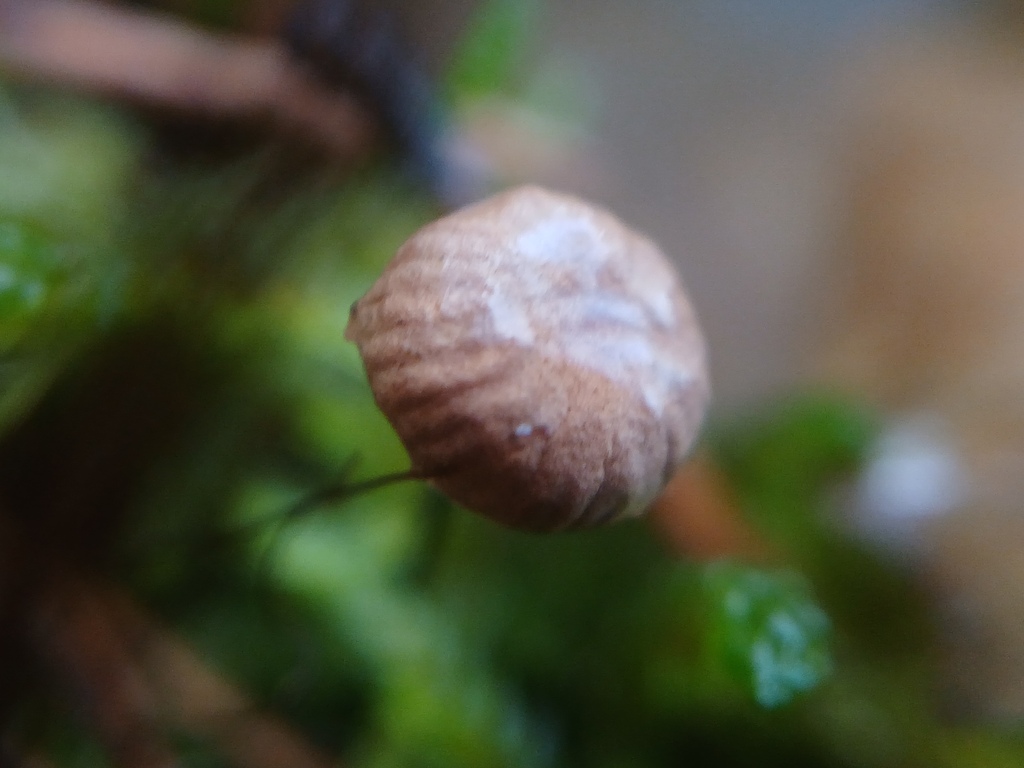 Gymnopus androsaceus · November 2025 · photo: © vasyliuk1 (iNaturalist, cc-by)