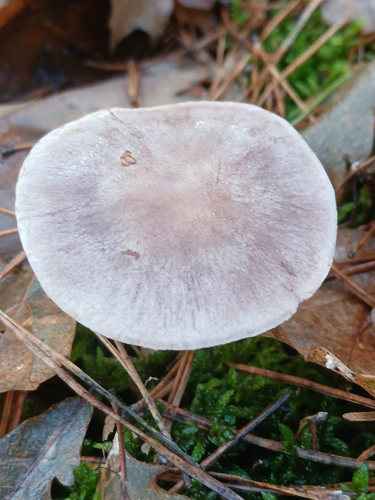 Cortinarius alboviolaceus · November 2025 · photo: © vasyliuk1 (iNaturalist, cc-by)