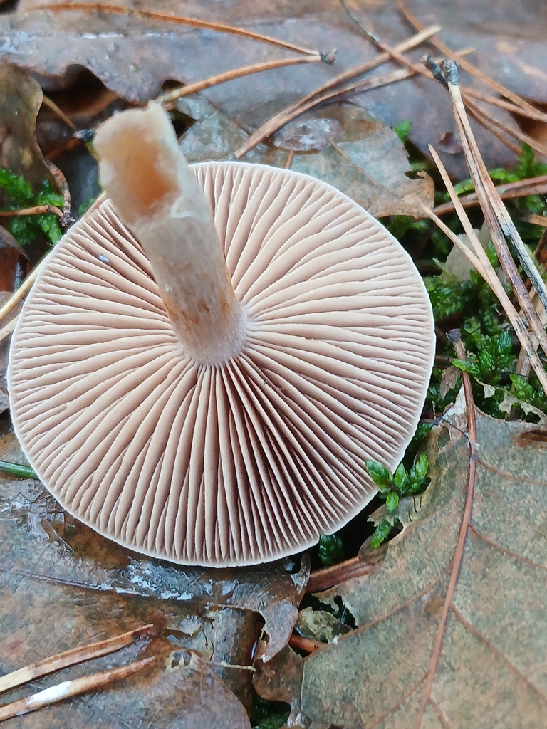 Hebeloma mesophaeum
