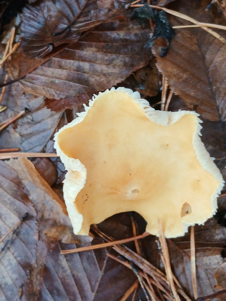 Russula ochroleuca · November 2025 · photo: © vasyliuk1 (iNaturalist, cc-by)