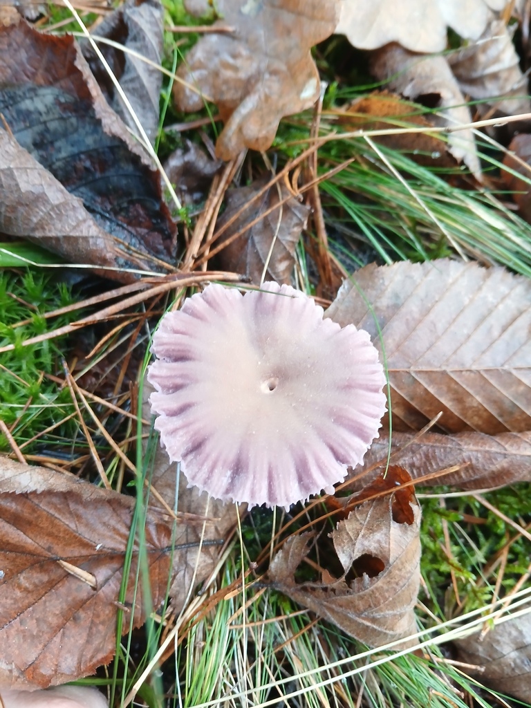 Laccaria amethystina · November 2025 · photo: © vasyliuk1 (iNaturalist, cc-by)