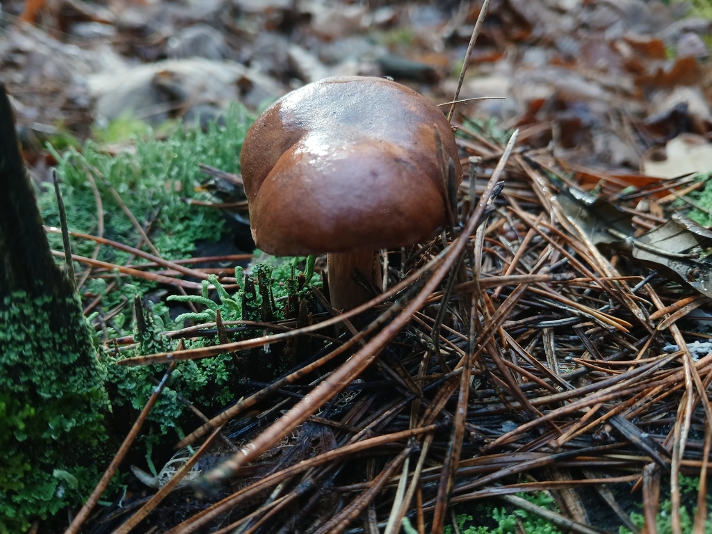 Imleria badia · November 2025 · photo: © vasyliuk1 (iNaturalist, cc-by)