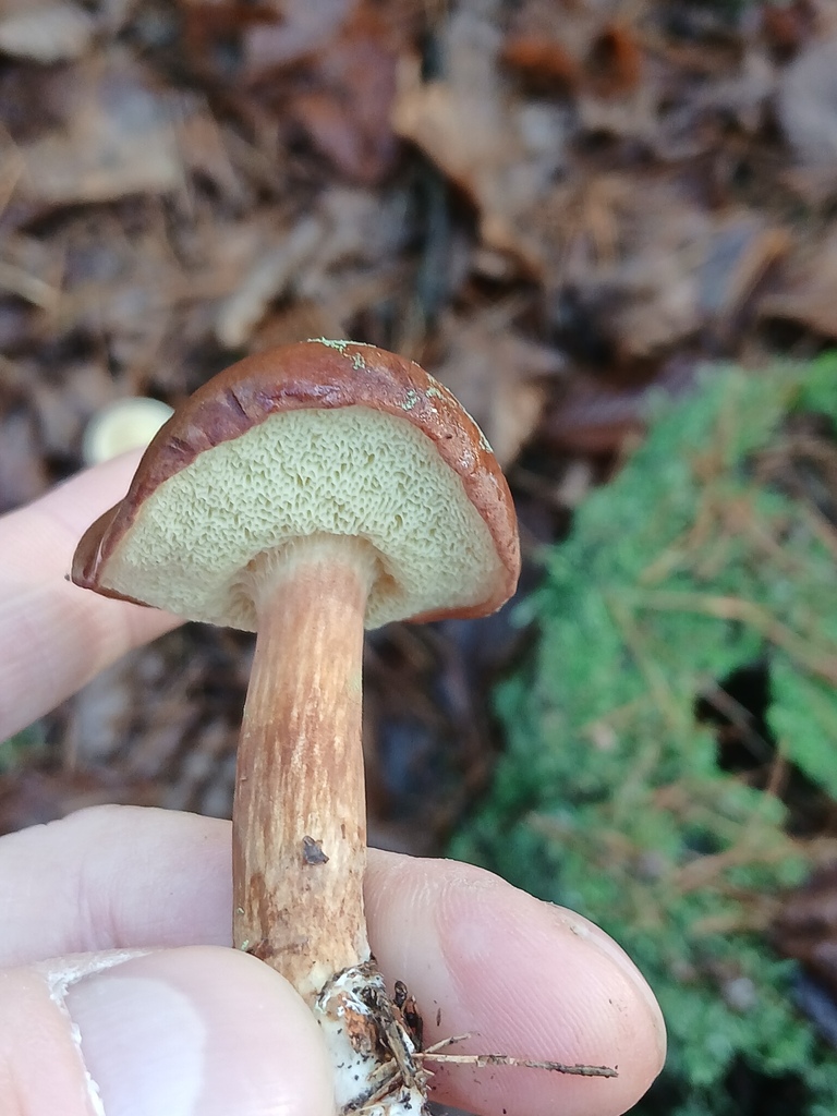 Imleria badia · November 2025 · photo: © vasyliuk1 (iNaturalist, cc-by)