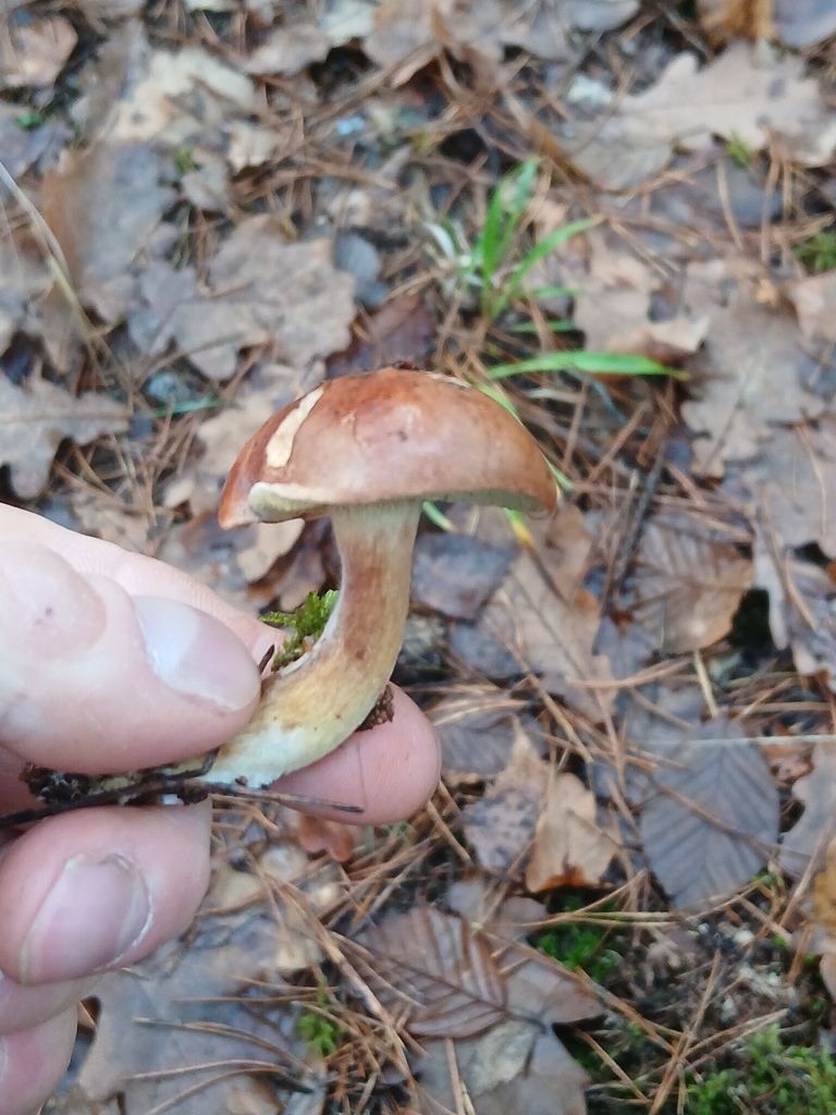 Imleria badia · November 2025 · photo: © vasyliuk1 (iNaturalist, cc-by)