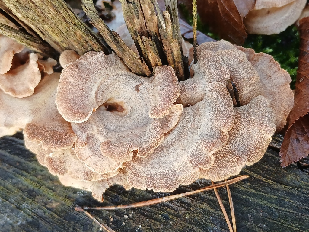 Panellus stipticus · November 2025 · photo: © vasyliuk1 (iNaturalist, cc-by)