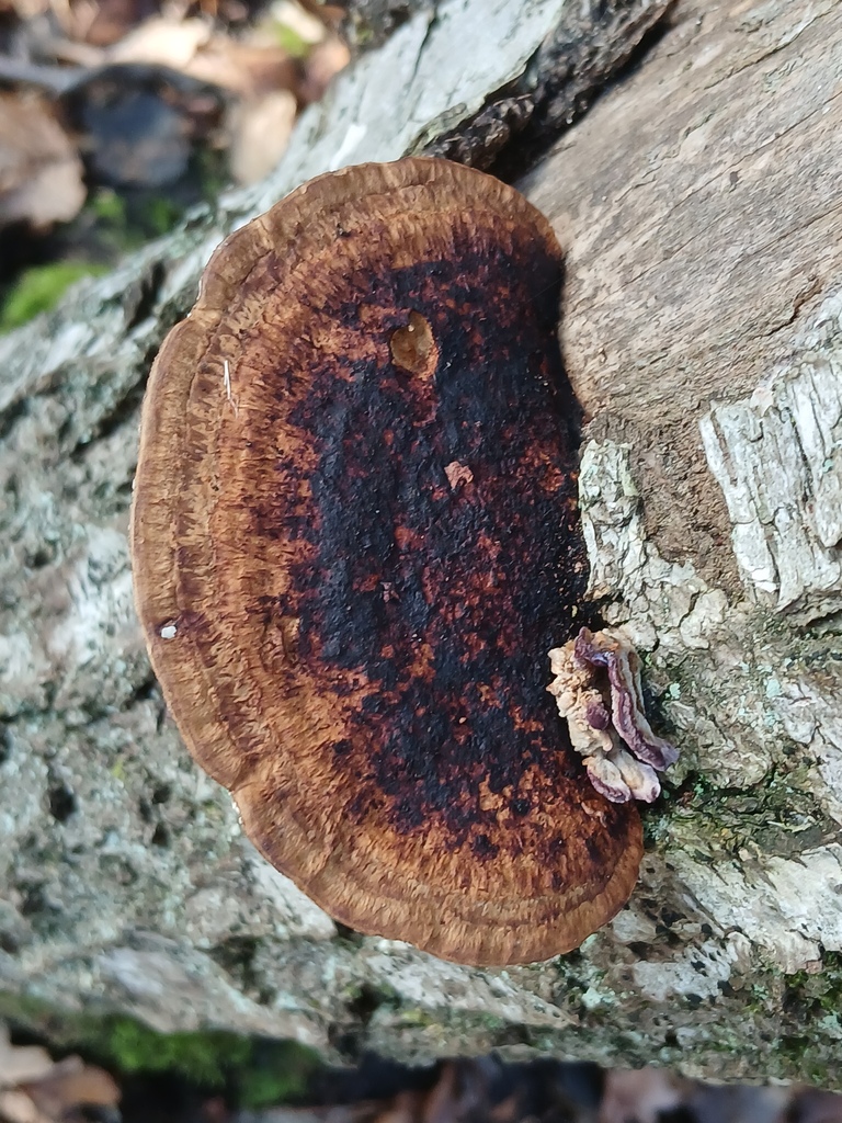 Daedaleopsis confragosa · November 2025 · photo: © vasyliuk1 (iNaturalist, cc-by)