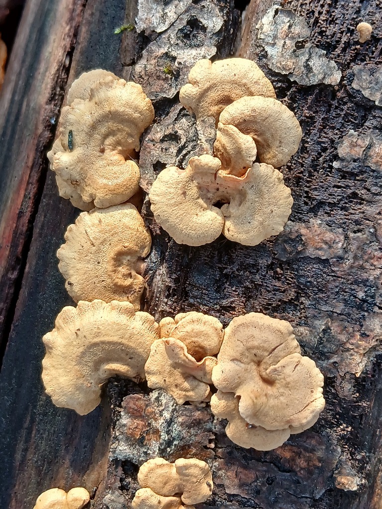 Panellus stipticus · November 2025 · photo: © vasyliuk1 (iNaturalist, cc-by)