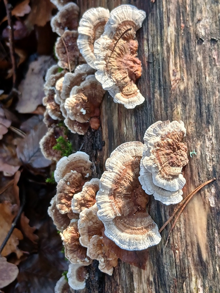 Trametes ochracea · November 2025 · photo: © vasyliuk1 (iNaturalist, cc-by)