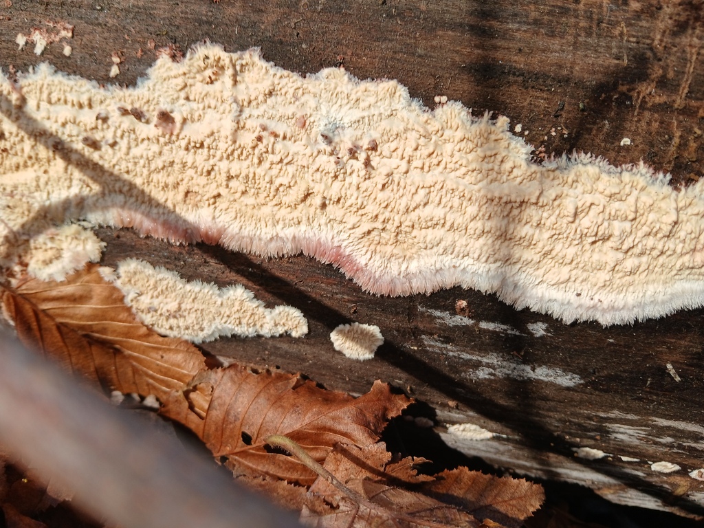 Phlebia centrifuga