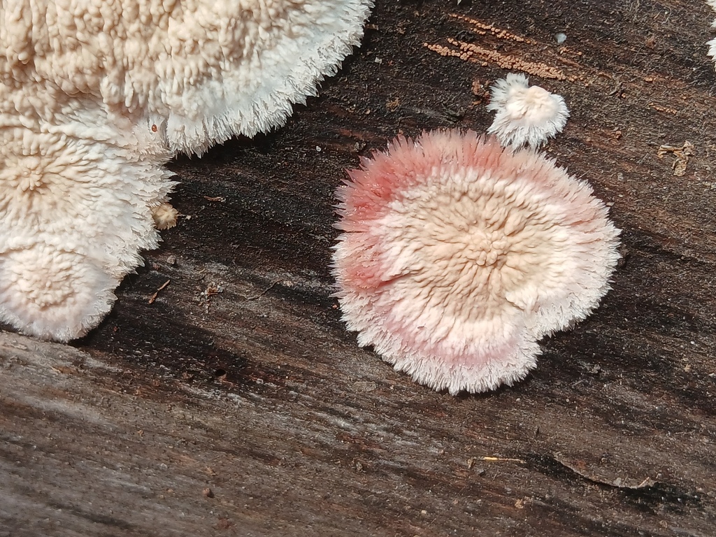 Phlebia centrifuga · November 2025 · photo: © vasyliuk1 (iNaturalist, cc-by)