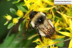 Bombus lantschouensis
