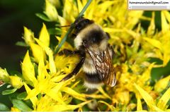 Bombus lantschouensis