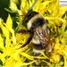 Lanzhou Bumble Bee - Photo (c) Homemountain/Shan Gui, some rights reserved (CC BY-NC), uploaded by Homemountain/Shan Gui
