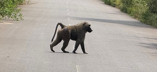 Olive Baboon