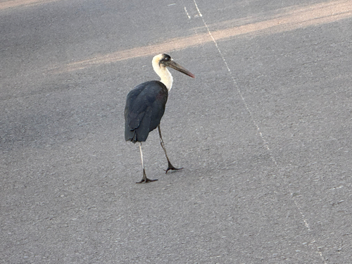 African Woolly-necked Stork