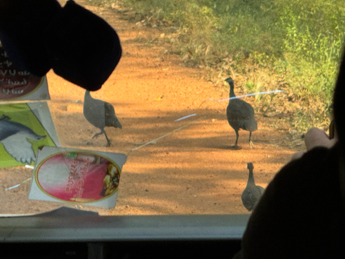 Helmeted Guineafowl