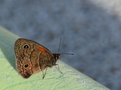 Calisto obscura