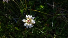 Hypochaeris incana