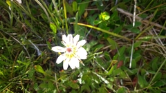 Hypochaeris incana