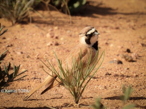 Temminck's Lark