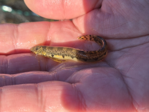 Yongdok spine loach (Iksookimia yongdokensis) — Cobitidae — 5