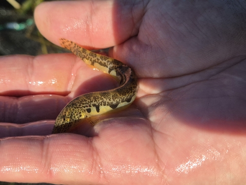 Yongdok spine loach (Iksookimia yongdokensis) — Cobitidae — 4