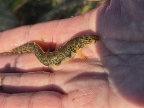 Yongdok spine loach (Iksookimia yongdokensis) — Cobitidae — 2