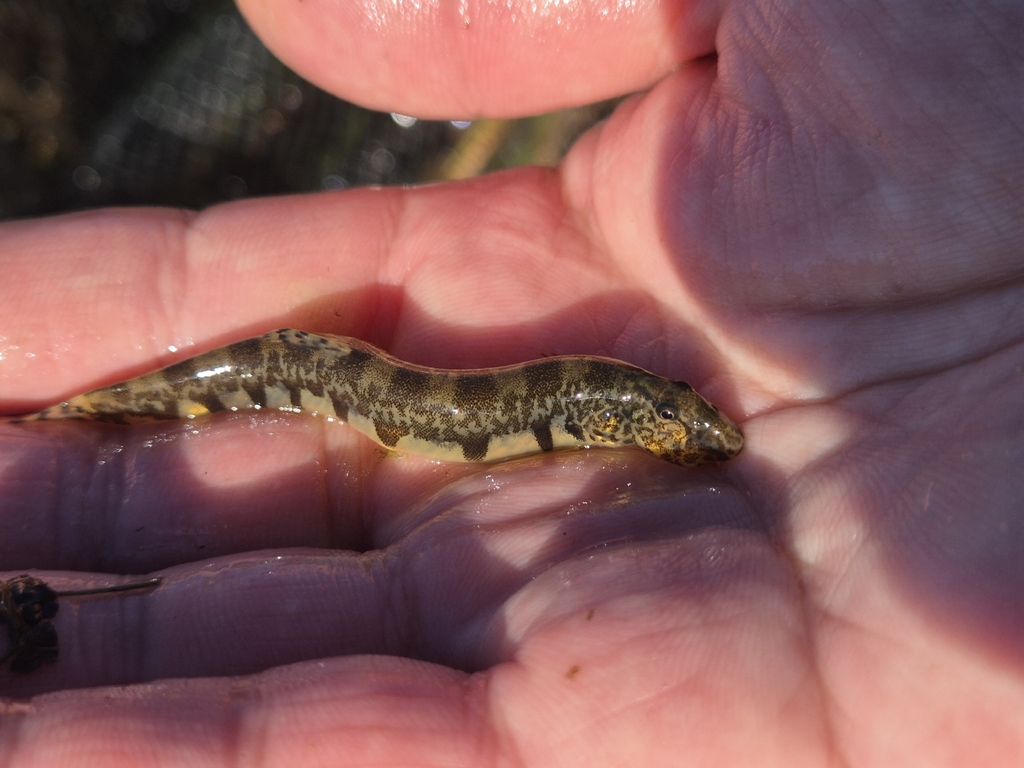 Yongdok spine loach (Iksookimia yongdokensis) — Cobitidae
