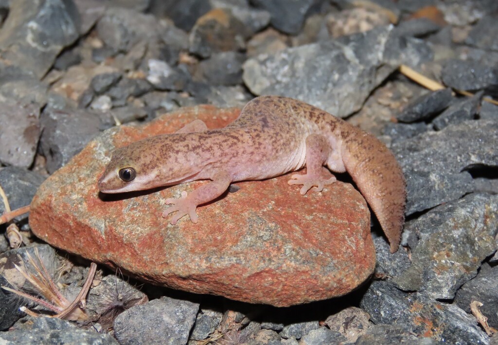 Desert Fat-Tailed Geck