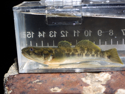 Langkaak-modderzuiger (Gillichthys mirabilis) — Gobiidae
