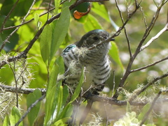 Chrysococcyx lucidus lucidus