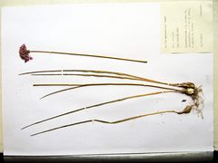 Allium maximowiczii