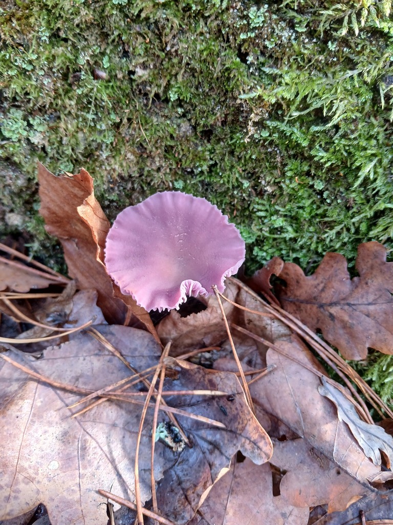 Laccaria amethystina