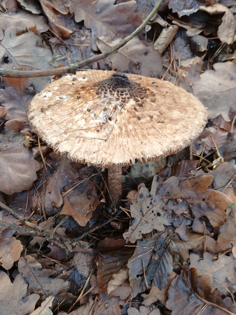 Macrolepiota procera · November 2025 · photo: © vasyliuk1 (iNaturalist, cc-by)