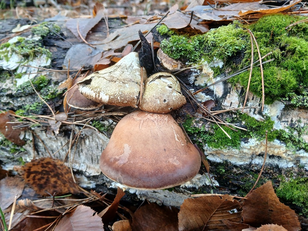 Fomitopsis betulina · November 2025 · photo: © vasyliuk1 (iNaturalist, cc-by)
