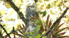 Lepidocolaptes affinis