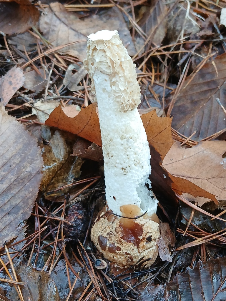 Phallus impudicus · November 2025 · photo: © vasyliuk1 (iNaturalist, cc-by)