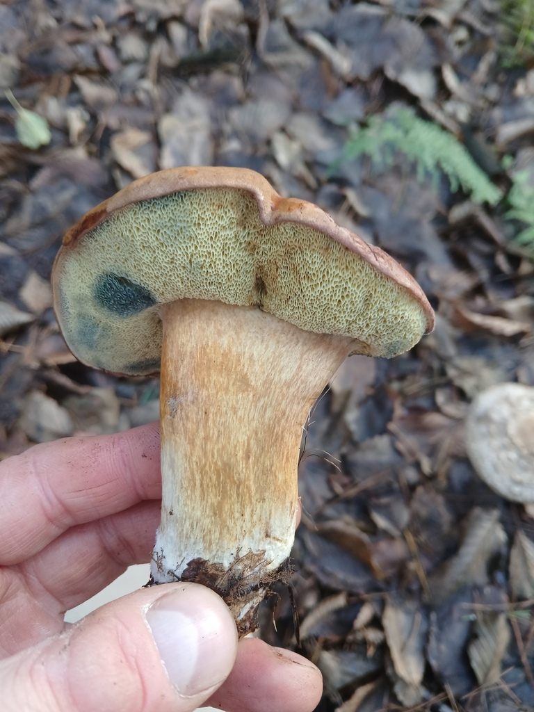 Imleria badia · November 2025 · photo: © vasyliuk1 (iNaturalist, cc-by)