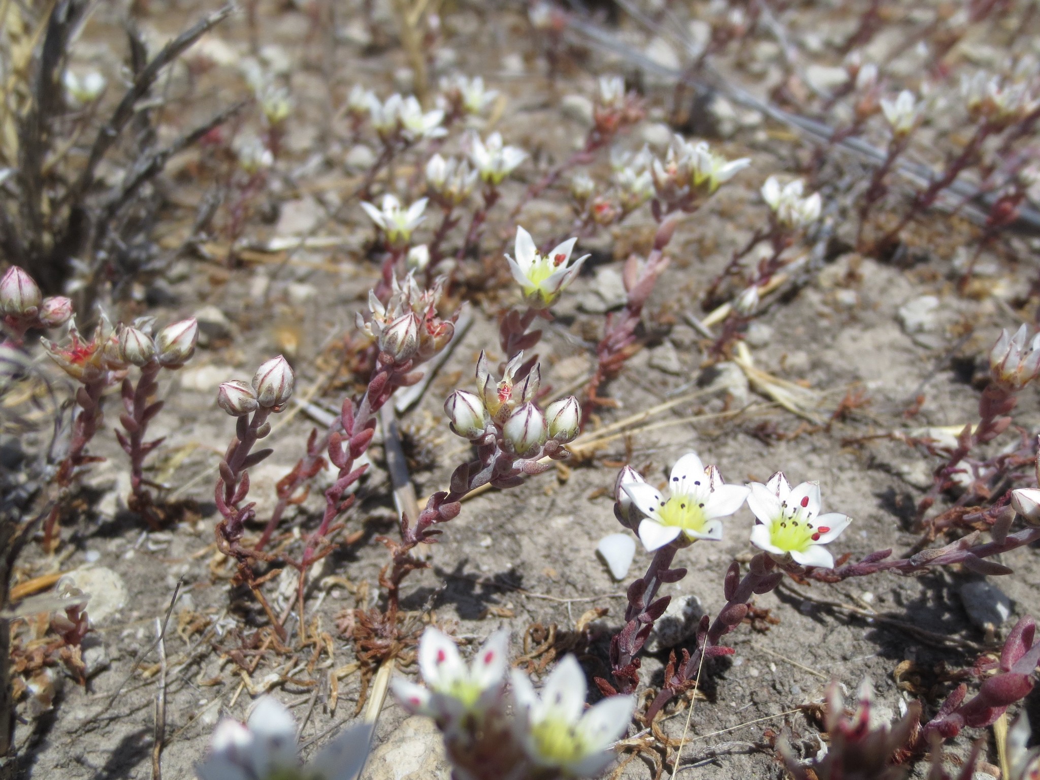 Dudleya blochmaniae ssp. insularis