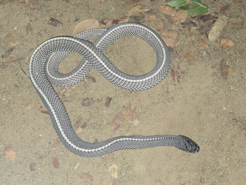 Cape File Snake