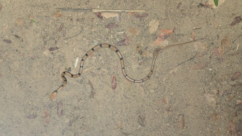 Common Tiger Snake
