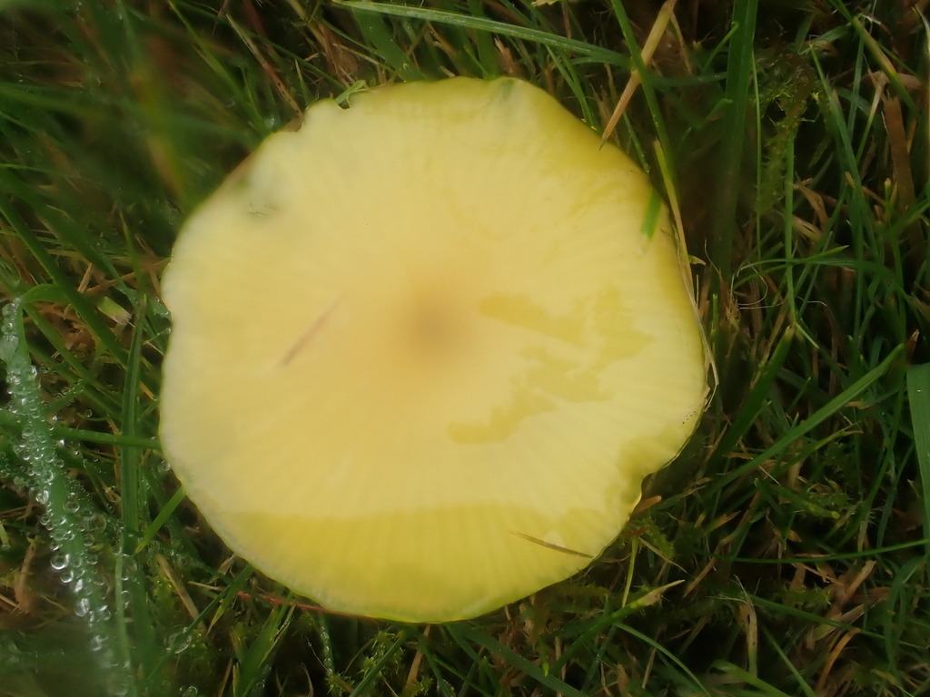 Hygrocybe chlorophana · November 2025 · photo: © johnlyden (iNaturalist, cc-by)