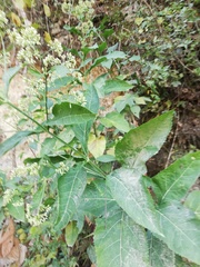 Critonia quadrangularis