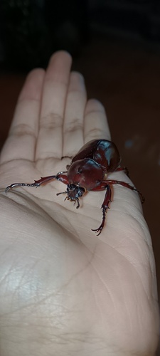 Siamese Rhinoceros Beetle
