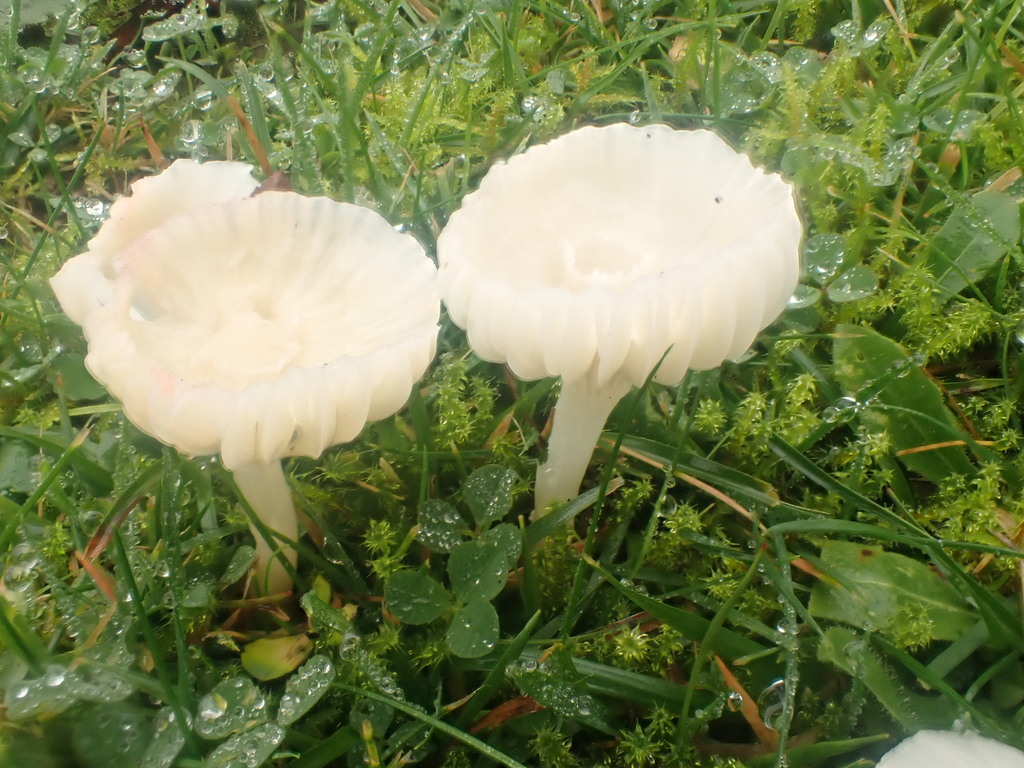 Cuphophyllus virgineus · November 2025 · photo: © johnlyden (iNaturalist, cc-by)
