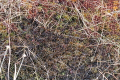 Sphagnum cuspidatum