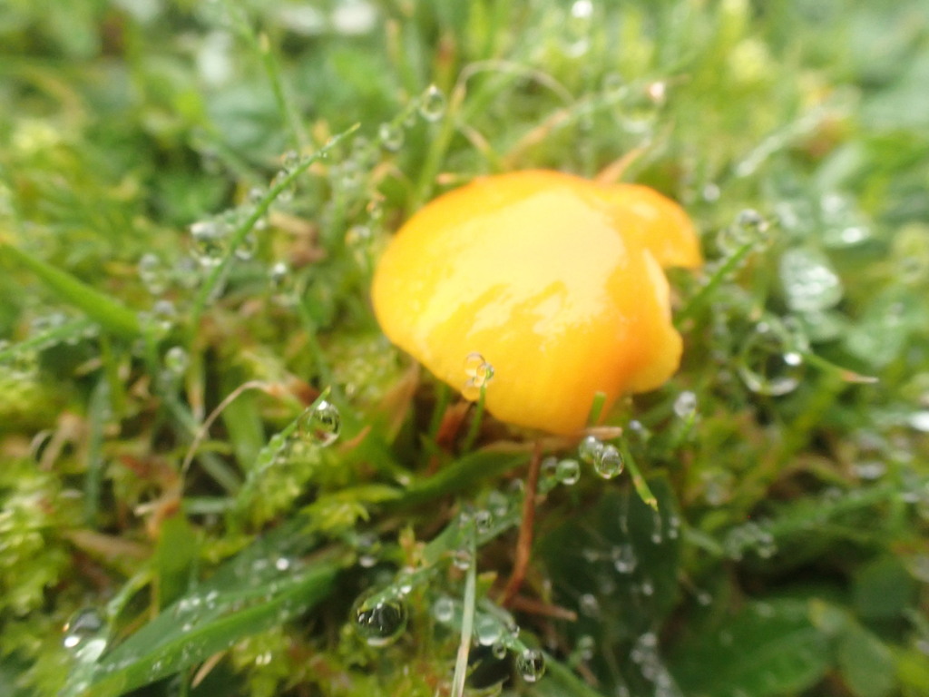 Hygrocybe ceracea · November 2025 · photo: © johnlyden (iNaturalist, cc-by)