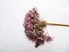 Allium maximowiczii